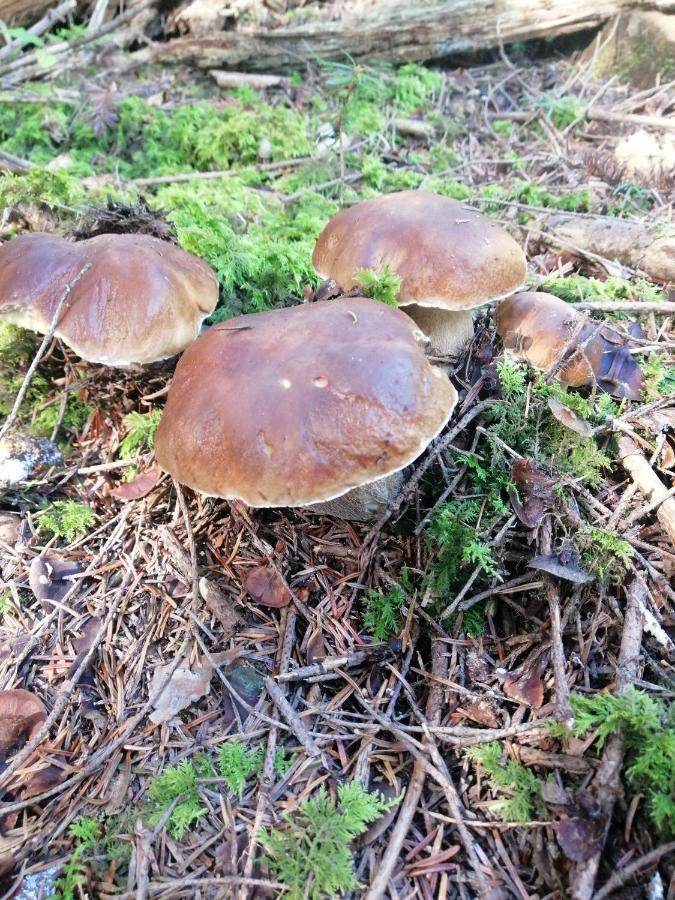 Rzepedka Villa Rzepedz Eksteriør billede
